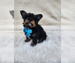 Small #3 Yorkshire Terrier