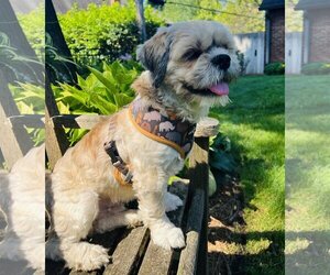 Lhasa Apso Dogs for adoption in Germantown, OH, USA