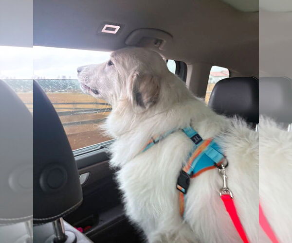 Medium Photo #3 Great Pyrenees Puppy For Sale in Missoula, MT, USA