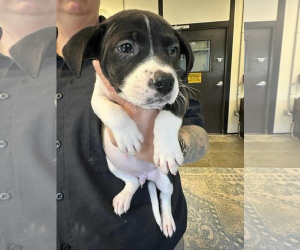 Medium Photo #2 Labrador Retriever-Unknown Mix Puppy For Sale in Royal Palm Beach, FL, USA