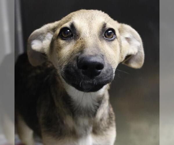 Medium Photo #1 German Shepherd Dog-Unknown Mix Puppy For Sale in San Antonio, TX, USA