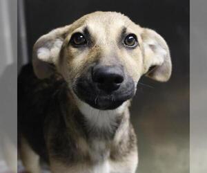 German Shepherd Dog-Unknown Mix Dogs for adoption in San Antonio, TX, USA