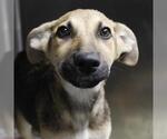 Small German Shepherd Dog Mix