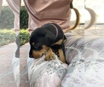 Small Photo #6 Doberman Pinscher Puppy For Sale in SAN DIEGO, CA, USA