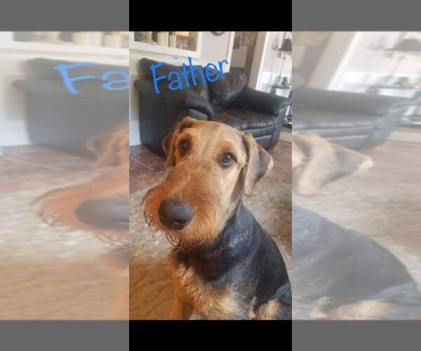 Medium Photo #6 Airedale Terrier Puppy For Sale in HILLSBORO, OH, USA