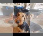 Small Photo #6 Airedale Terrier Puppy For Sale in HILLSBORO, OH, USA