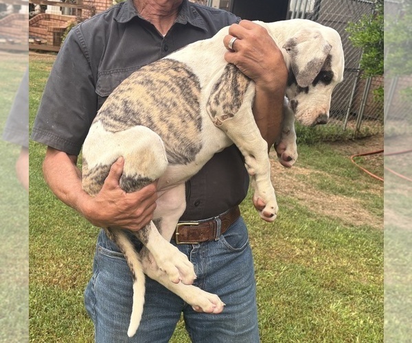 Medium Photo #6 Great Dane Puppy For Sale in CLANTON, AL, USA