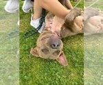 Small #3 Mutt