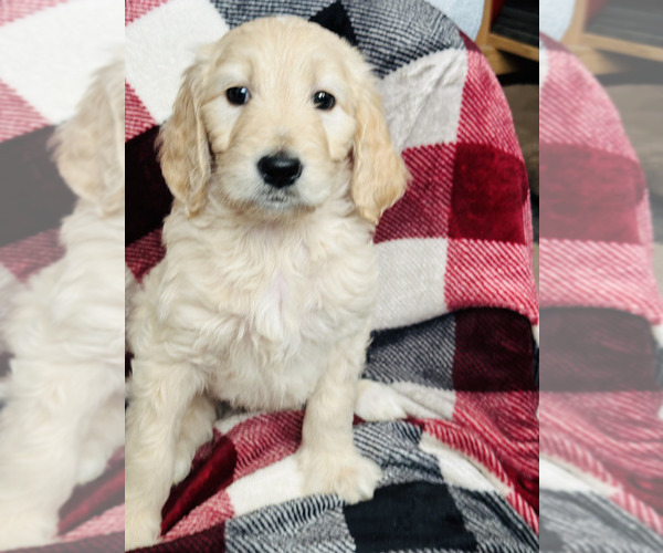 Medium Photo #4 Goldendoodle Puppy For Sale in SURPRISE, AZ, USA