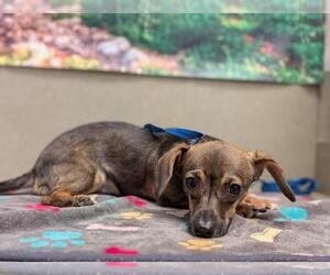 Chihuahua-Unknown Mix Dogs for adoption in Moreno Valley, CA, USA