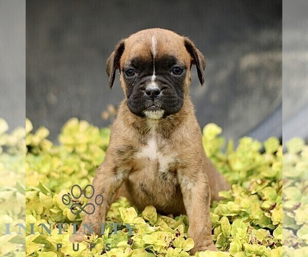 Medium Photo #4 Boxer Puppy For Sale in GORDONVILLE, PA, USA