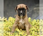 Small #3 Boxer