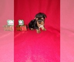 Small Photo #22 Yorkshire Terrier Puppy For Sale in LAPEER, MI, USA