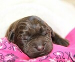 Small Photo #12 Labrador Retriever Puppy For Sale in HYDE PARK, VT, USA