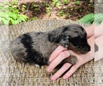 Small #7 Aussiedoodle Miniature 