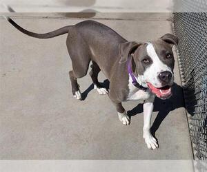 American Pit Bull Terrier Dogs for adoption in Denver, CO, USA