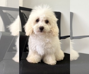 Medium Poodle (Miniature)