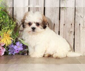 Zuchon Puppy for sale in MOUNT VERNON, OH, USA