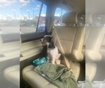 Small #1 Mutt
