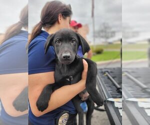 Shepradors Dogs for adoption in San Antonio, TX, USA