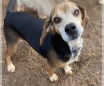 Small Photo #6 Beagle Puppy For Sale in Pacolet, SC, USA