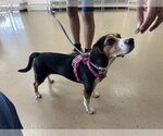 Small #1 Beagle