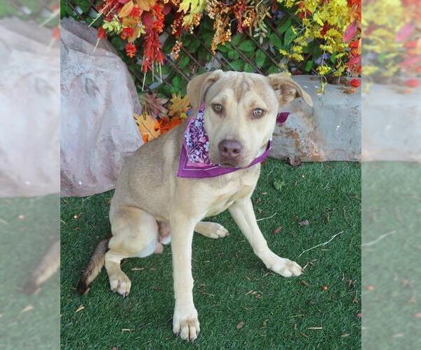 Medium Photo #1 American Pit Bull Terrier-Unknown Mix Puppy For Sale in Oklahoma City, OK, USA