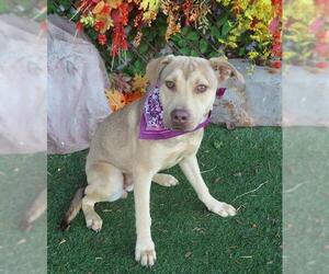 American Pit Bull Terrier-Unknown Mix Dogs for adoption in Oklahoma City, OK, USA