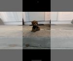 Small #3 Poodle (Toy)