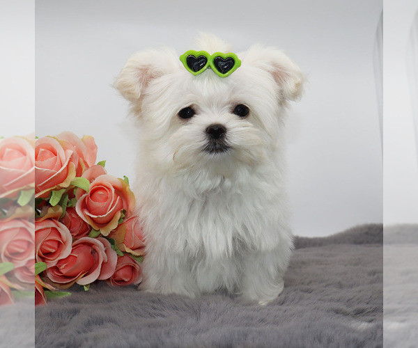 Medium Photo #4 Maltese Puppy For Sale in LOS ANGELES, CA, USA