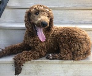 Poodle (Miniature) Puppy for sale in RONKS, PA, USA