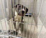 Small American Pit Bull Terrier