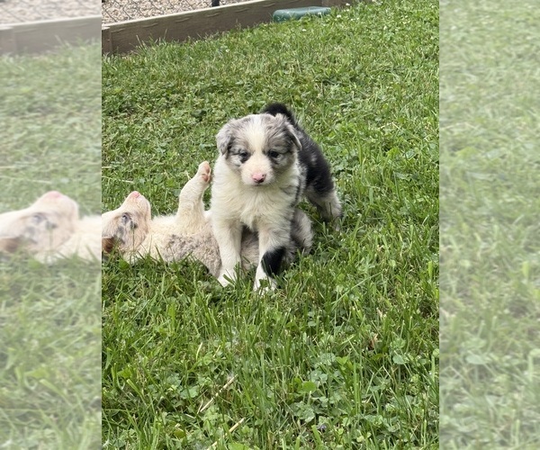 Medium Photo #2 Border Collie Puppy For Sale in BERRIEN SPRINGS, MI, USA