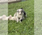 Small #1 Border Collie