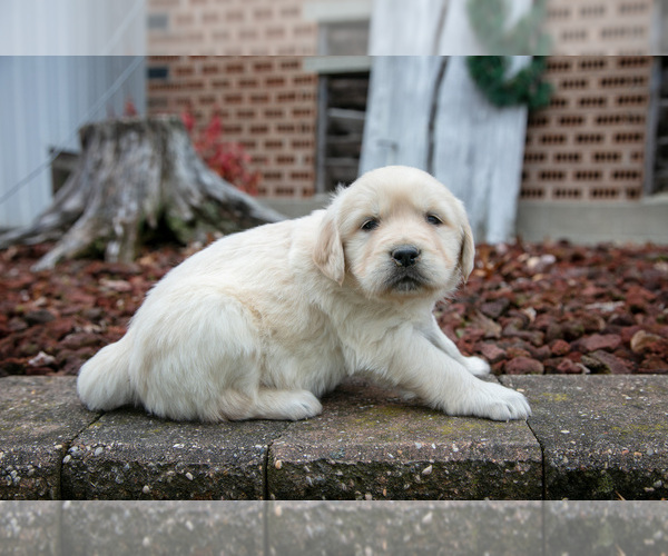 Medium Photo #3 English Cream Golden Retriever Puppy For Sale in ORRVILLE, OH, USA