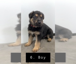 German Shepherd Dog Puppy for sale in EVANSVILLE, IN, USA