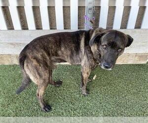 Mutt Dogs for adoption in Modesto, CA, USA