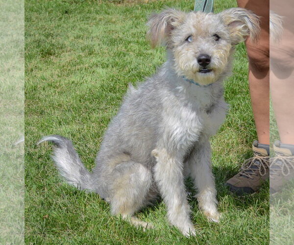 Medium Photo #2 Mutt Puppy For Sale in Huntley, IL, USA