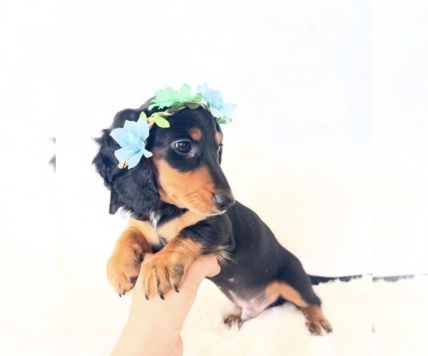 Medium Photo #2 Dachshund Puppy For Sale in DAVIS, CA, USA