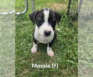 Mutt Dogs for adoption in Wenonah, NJ, USA