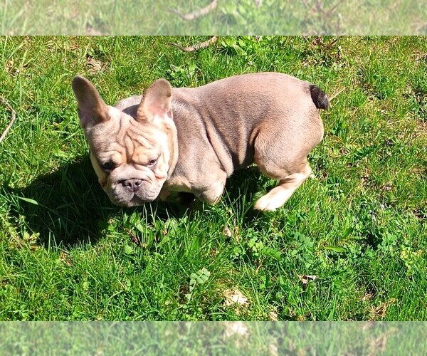 Medium Photo #1 French Bulldog Puppy For Sale in AKRON, OH, USA