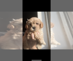 ShihPoo Puppy for sale in LOWELL, MA, USA