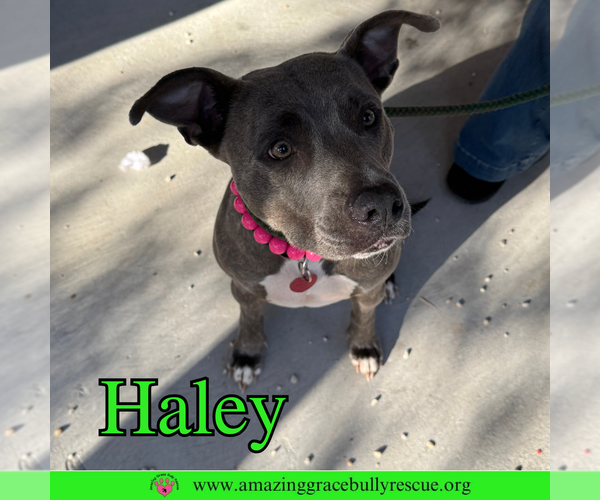 Medium Photo #4 American Pit Bull Terrier-Unknown Mix Puppy For Sale in Pensacola, FL, USA