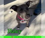 Small #3 American Pit Bull Terrier Mix