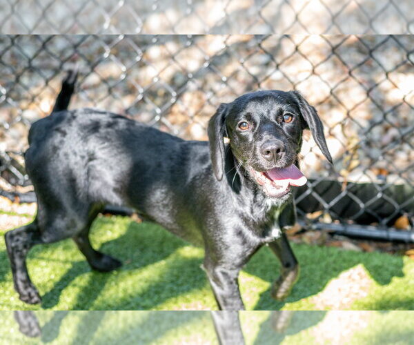Medium Photo #4 Spanador Puppy For Sale in Hilton Head, SC, USA