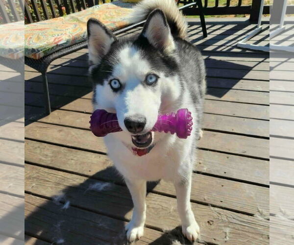 Medium Photo #2 Siberian Husky Puppy For Sale in Scottsboro, AL, USA