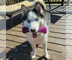 Small #1 Siberian Husky