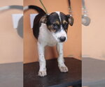 Small #1 Mutt