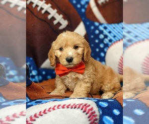 Goldendoodle (Miniature) Puppy for sale in QUARRYVILLE, PA, USA