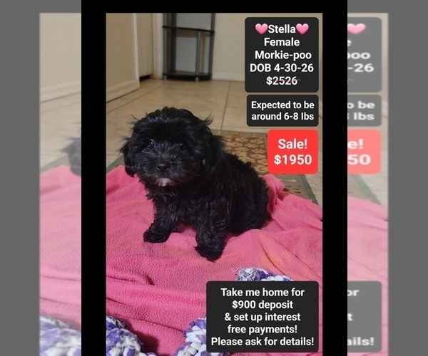 Medium Photo #1 Morkie Poo (Toy) Puppy For Sale in TUCSON, AZ, USA